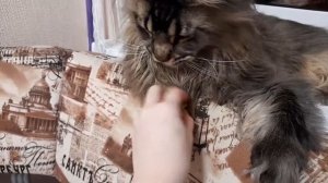 Мы любим кушать Оливки. Мейн кун Сева.