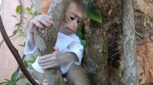 Baby monkey learns to climb tree while drinking milk