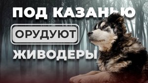 Живодеры начали охоту на бездомных животных под Казанью