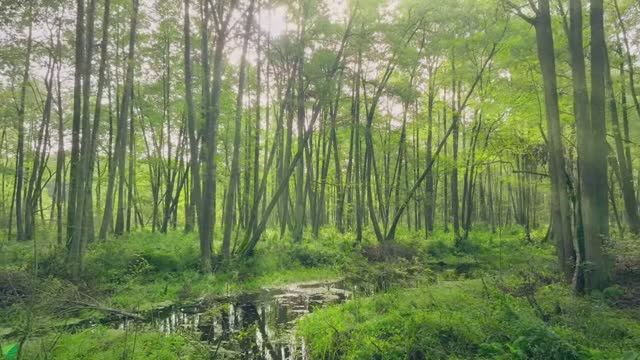 Восстанавливает нервную систему 🌿 Музыка для снятия стресса, Музыка для сна №10