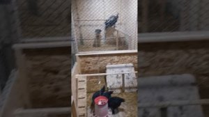 Цыплятам Маран и Брекель почти 2 месяца