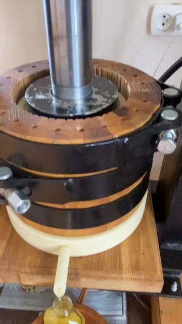 Давим сыродавленное кедровое масло на дубовом прессе