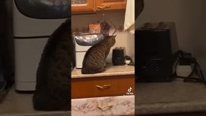 Кот и тостер