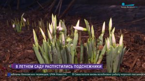 В Летнем саду Русского музея распустились подснежники