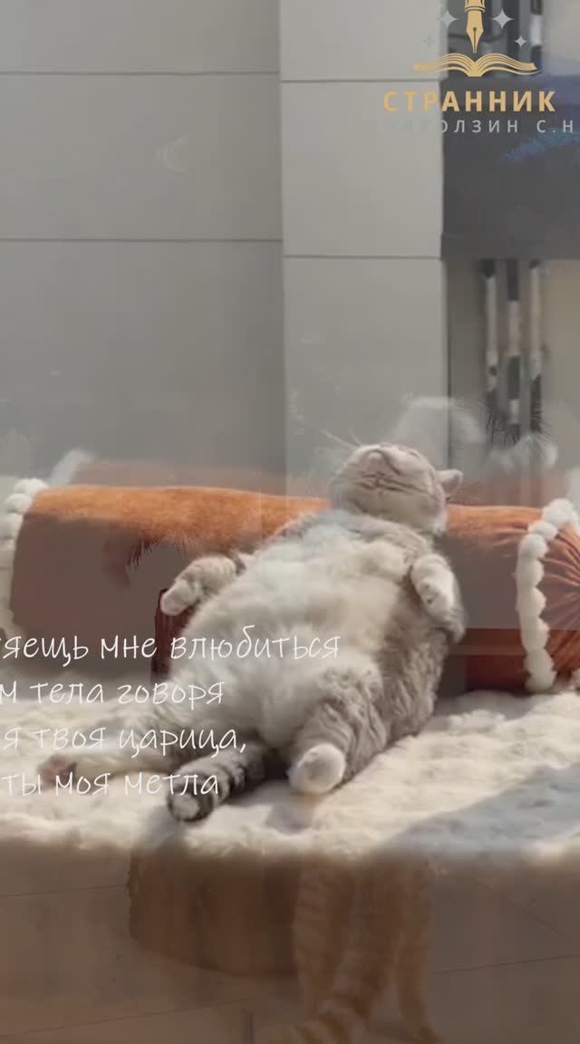 Без кота, жизнь не та...