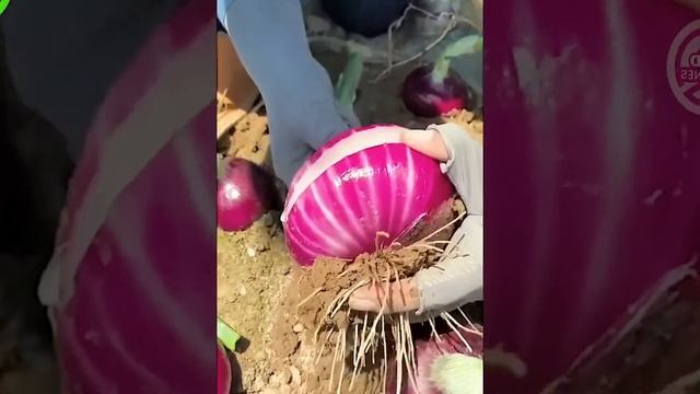Satisfying Video Modern Agriculture Machines That Are At Another Level 13