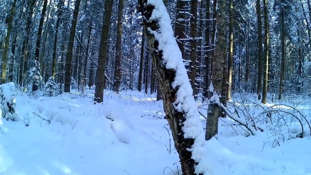 #russia #forest #nature #winter #timelapse #природа #зима #россия #лес #таймлапс #гопро