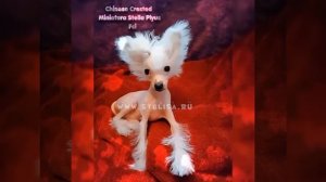 Chinese Crested- Китайская Хохлатая