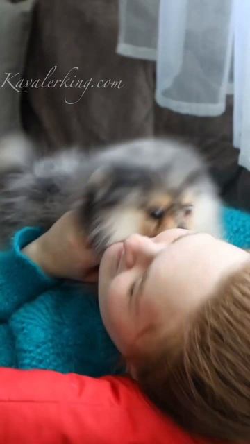 Малышка Дэми❤️Продается✅kavalerking.com #puppies #exclusive #spitz #щенкишпица #pomeranian