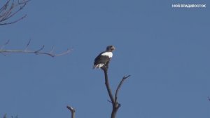 Владивосток орланы в сквере Невельского 17 января 2023.