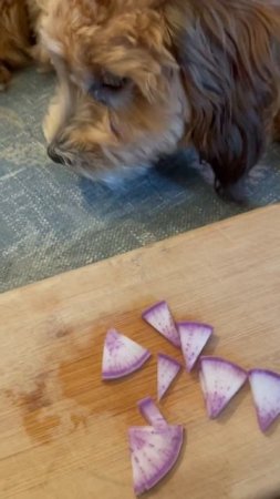 Easy Healthy Treat for Dogs! Prebiotic Food for the Gut.