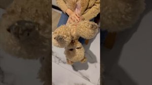 Карликовый пудель по имени Капуч | Miniature Poodle named Kapuch #poodle #dog