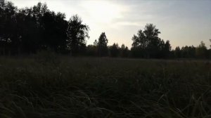 Охота на косулю с манком 2020 1 день вечер