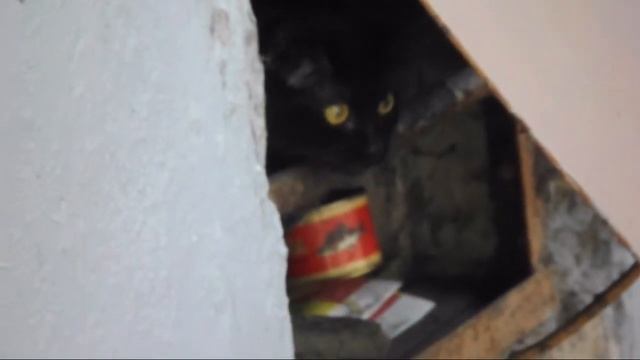 Кошачьи забавы 2 Архангельск
