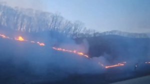Душное видео Димасик многодетная семья Белгород и последствия шашлычков в лесу