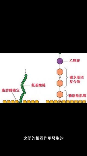 細胞黏附有哪些不同類型？ #shorts смотреть онлайн