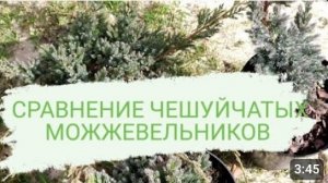 СРАВНЕНИЕ ЧЕШУЙЧАТЫХ МОЖЖЕВЕЛЬНИКОВ🤔