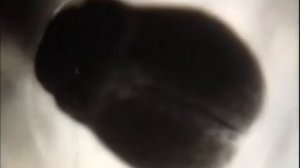 Размножение и развитие лягушки