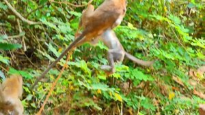 Extremely drag! Bad young monkey drag tiny baby monkey from tree too strong