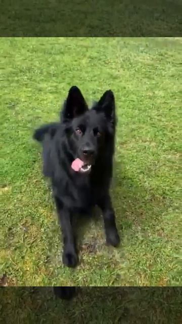 pedigree long coat #germanshepherd black male looking for new home смотреть онлайн