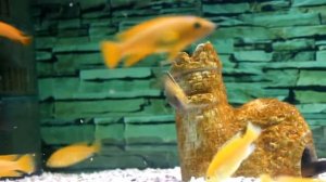 Pseudotropheus Flavus HD