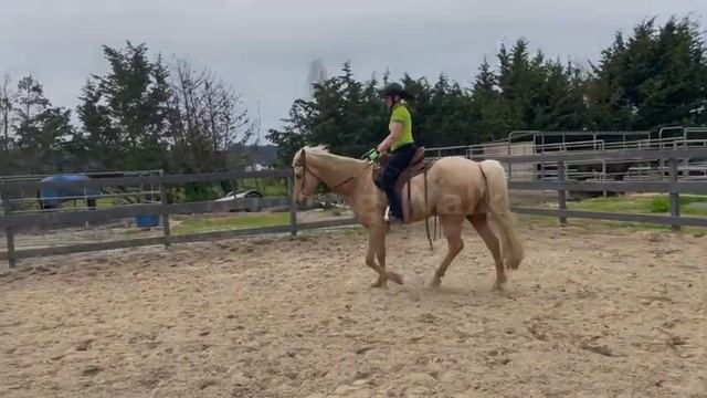 Missouri Fox Trotter - Flat Walk, Running Walk, Canter - Quasar смотреть онлайн