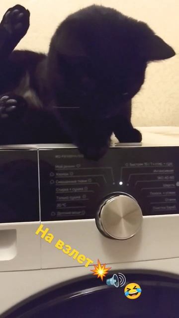 кошка и стиральная машина #клякса #чернаякошка #котики #кошка #стиралка