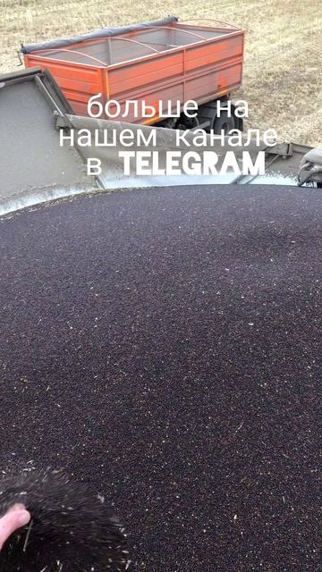 4 комбайна убирают рапс раздельно #shorts смотреть онлайн