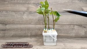 🍇 Как укоренить ЗЕЛЕНЫЕ ПОБЕГИ винограда летом? Не выбрасывайте, если у вас ЦЕННЫЙ и РЕДКИЙ сорт!