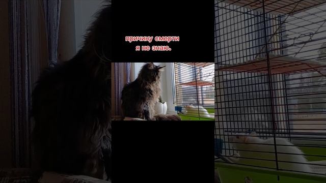 Алиска крыска Храброе сердце ушла на радугу. #семейныйканал #крыса#домашниепитомцы