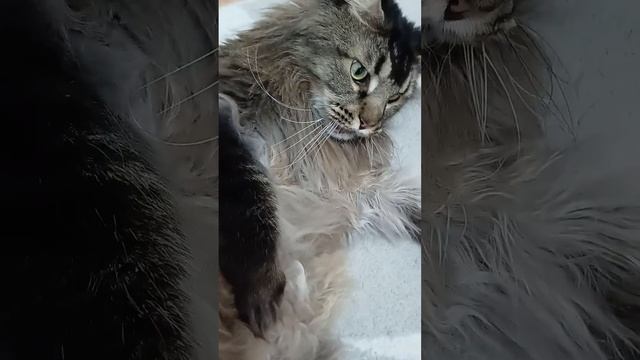 Самое главное вовремя помириться #cat #мейнкун #кот #животные #котик