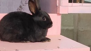 Музей миниатюр, Крым Евпатория. Обзор музея и "Зайкин парк".