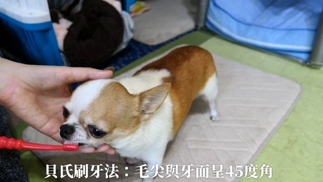 1.5 Months of Teeth Brushing Training смотреть онлайн