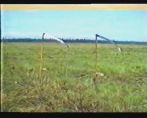 Батагай Сенокос репортаж