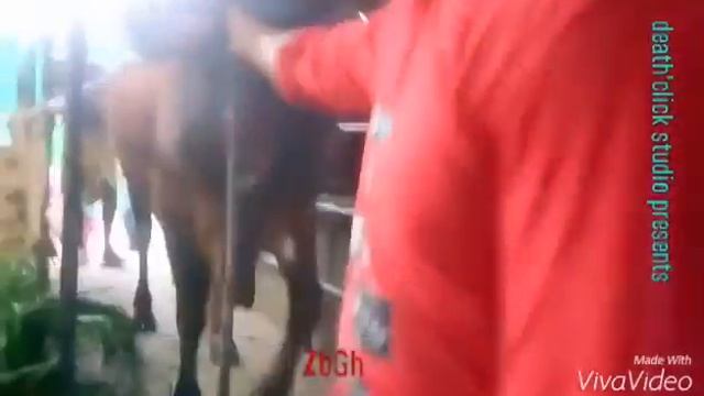 red bull , live weight up to 430 kg ,new arrival ( part- 3 ) - ZbGH 2016