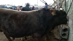 Танка БУКА, ТОРПОК, Саан УЙ баалары  |  Мал базар  |  Сокулук