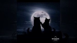 Лунный кот