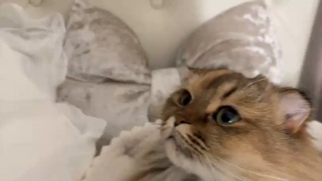 2025年01月30日 しんやのざつだん(Lv346905572) のあ смотреть онлайн