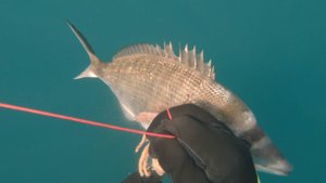 Ставка Подводная охота на зубарика