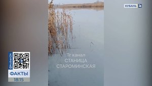 Информация о море рыбы в реке Сосыка распространилась в соцсетях на Кубани