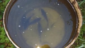 Рыба в бочке выросла