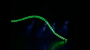 ШОУ СВЕТОВЫХ КУКОЛ