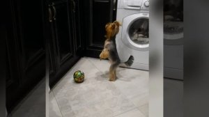 Как научить Йорка танцевать?🐶 Uno Dos Quatro...