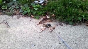 Гигантский мух