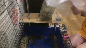 Как убирать клетку за кроликом жите 2 часть