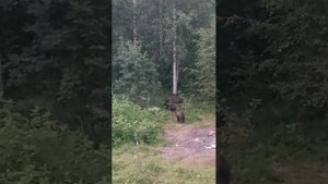 Медведи Карелии 2024