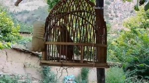 Каклик сайраши.