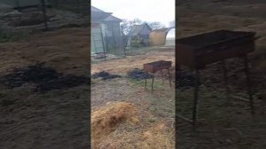 утки бегают