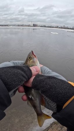 ЧТО ГРЕЕТ ДУШУ Спиннингисту - мормышеру? #мормышинг #fishing #carpfishing #стритфишинг #shorts