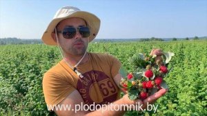 Малина ремонтантная сорт Брянское диво